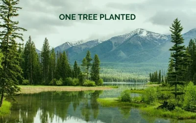 One Tree Planted – Effective Altruism